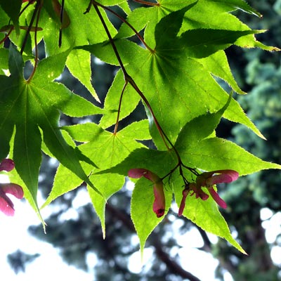 feuilles-d'érable-et-fruit