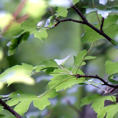 érable-champêtre-feuilles-ecoutelebois